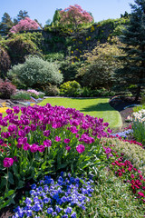 Purple tulips blooming in the Queen Elizabeth park.     Vancouver BC Canada  
