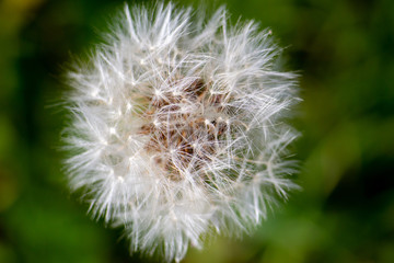 Fototapeta premium Closeup of Dandelion Clock from Above