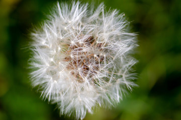 Closeup of Dandelion Clock from Above