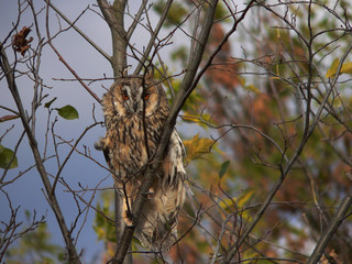 Long-eared owl (Asio otus), also known as the northern long-eared owl or, more informally, as the lesser horned owl or cat owl