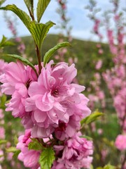 pink hydrangea flowers in garden