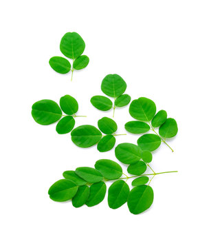 Moringa leaves are fresh isolated on white background.