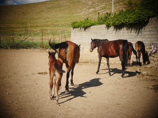 horses