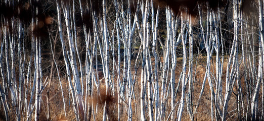 stand of poplar trees