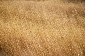 Fall grass in the wind