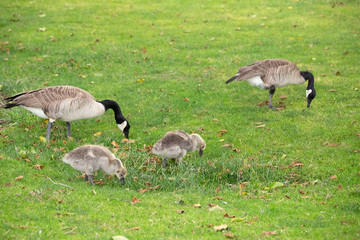 A family of Canadian Geese with 3 newly hatched goslings walking through a field of green grass spring evening. Geese take care of their goslings and teach them to eat and fly.
