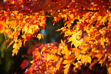 Naklejka na ściany i meble Red and gold autumn leaves
