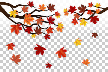 Maple leaf isolated ,autumn background 