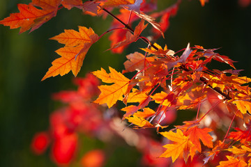 red maple leaves