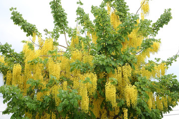 Flowers multiply fresh yellow flowers as flowers in Thailand.