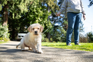 Labrador Retriever puppy being walked on a leash, with owner in the blurry background and space for text on the right