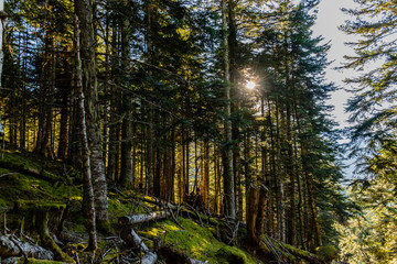 Warm sunlight breaking through the tall forest pines in the Pyrenees mountains (Hautes-Pyrenees, France)
