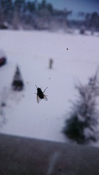 Close-up Of Housefly On Glass Window