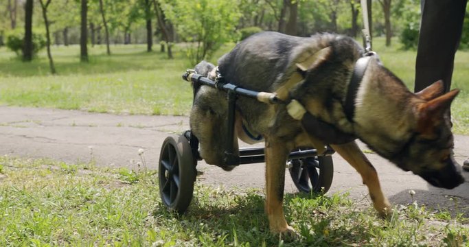 A dog with paralyzed hind legs in the wheelchair.