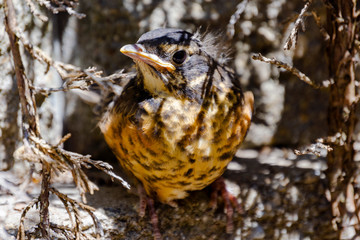 A close up view of a fledgling American Red Breasted Robin.  He is hiding under branches since leaving the nest prematurely.
