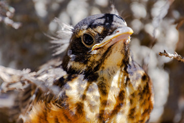 A close up view of a fledgling American Red Breasted Robin.  He is hiding under branches since leaving the nest prematurely.