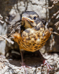 A close up view of a fledgling American Red Breasted Robin.  He is hiding under branches since leaving the nest prematurely.
