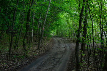 Dirt road in a dense green forest