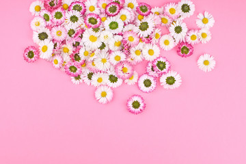 Daisy flowers flatlay. White and pink chamomile on pink background. Top view