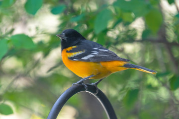 Male Baltimore Oriole perched on a shepards hook.  Spring plummage.  Background blurred.