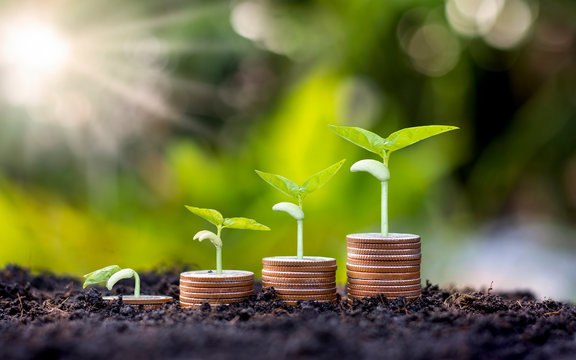 Coins and plants are grown on a pile of coins for finance and banking. The idea of saving money and increasing finances.