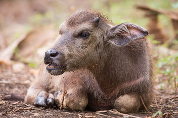 Fototapeta premium young water buffalo baby laying with cute face in a horizontal portrait photo