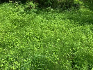 weedy field in early summer