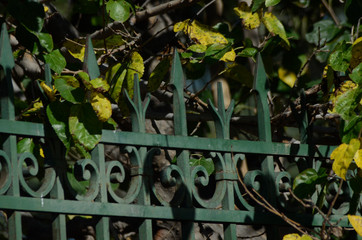 plantas reja