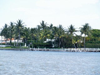 Fototapeta na wymiar palm trees on the water
