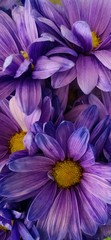 Close-up van paarse bloemen die buiten bloeien