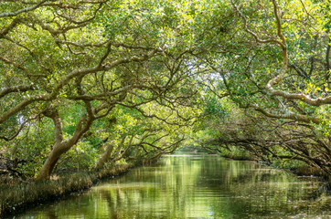 Fototapeta na wymiar Sicao Mangrove Green Tunnel, also known as Taiwan’s own modest version of the Amazon River. 