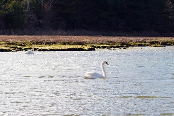Flock of white swans swimming and  foraging in the bay and along the marsh