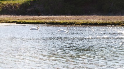 Flock of white swans roosting, swimming, and foraging along the marsh banks and in the bay on a summer afternoon