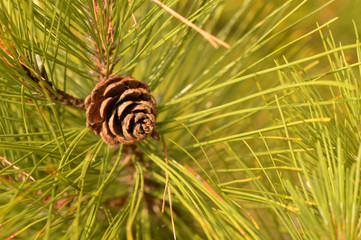 Pine cone among pine needles