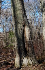 Fototapeta premium Tree trunk that had grown apart and back together, forming a space in the middle
