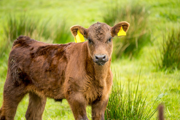 A brown calf in the fields in Spring, Glen Mavis, Scotland, UK