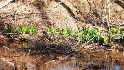 Newly bloomed skunk cabbage along the riverbank on a sunny spring day