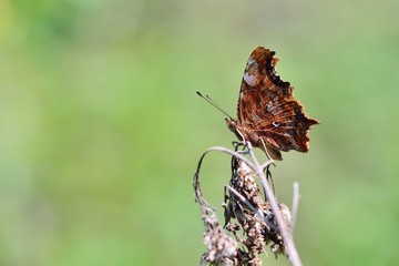 Butterfly from the Taiwan (Polygonia c-album) Protruding tail hook butterfly.