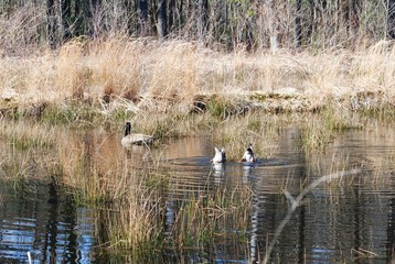 Canada goose and mallard duck pair swimming and eating together  in a pond at the start of spring