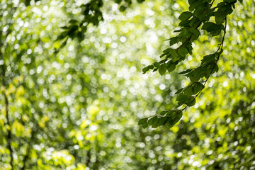 Beautiful Spring leaves with bokeh lights in the Spring forest, natural backgound for Spring projects.