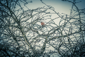 A  bird sitting behind the tree branches in Winter in gloomy mood.