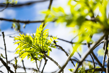 Bright, green, Spring leaves with blur, selective focus, British nature, Spring, natural background