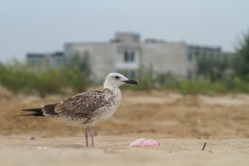 A seagull with a trash bag near on a beach by the sea, Black Sea, Zatoka, Odesa, Ukraine