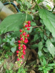 Red fruitt