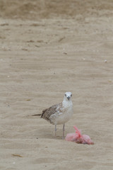 A seagull with a trash bag near on a beach by the sea, Black Sea, Zatoka, Odesa, Ukraine