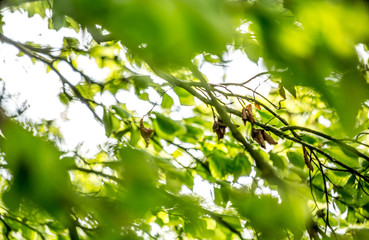 Bright, green, Spring leaves with blur, selective focus, British nature, Spring, natural background