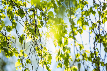 Bright, green, Spring leaves with blur, selective focus, British nature, Spring, natural background