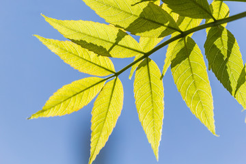 Close up of beautiful Green Spring leaves and blue sky.