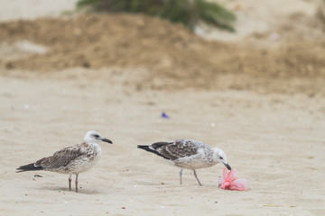 Two seagulls with a trash bag near on a beach by the sea, Black Sea, Zatoka, Odesa, Ukraine