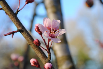 Springtime flowering trees in bloom